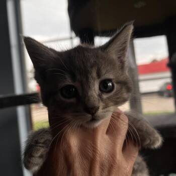 Lucy -  Domestic Medium Hair Cat for Adoption in Lenexa, Kansas - Lucy | PetCurious
