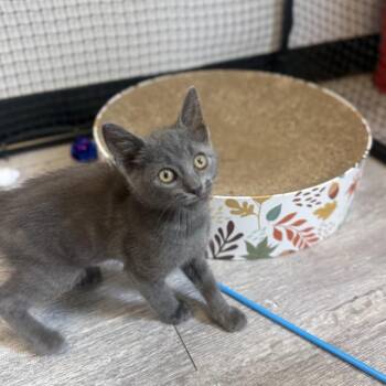Harold -  Domestic Short Hair Cat for Adoption in Ridgely, Maryland - Harold | PetCurious