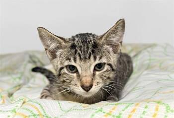 BUDDY -  Domestic Short Hair Cat for Adoption in Fort Lauderdale, Florida - BUDDY | PetCurious