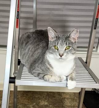 Rescue Domestic Short Hair Cats for Adoption in Ridgeland, Mississippi - JILL | PetCurious