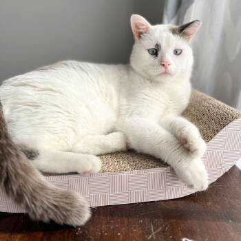 Rescue Domestic Short Hair and Siamese Cats for Adoption - Snowbell | PetCurious