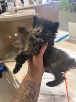 TOASTIE -  Domestic Medium Hair Cat for Adoption in Louisville, Kentucky - TOASTIE | PetCurious