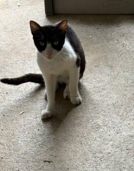 Bizzy -  American Shorthair Cat for Adoption in New Bedford, Massachusetts - Bizzy | PetCurious