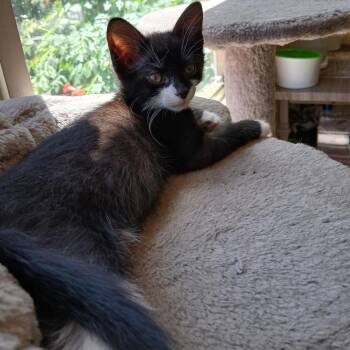 Tomato -  Domestic Short Hair Cat for Adoption in Buffalo, Minnesota - Tomato | PetCurious