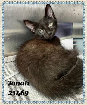 JONAH -  Domestic Short Hair Cat for Adoption in Marietta, Georgia - JONAH | PetCurious