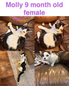 Domestic Short Hair Cats Available for Adoption in Mustang, Oklahoma - Molly | PetCurious
