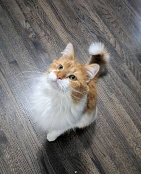 Domestic Long Hair Cats Available for Adoption in Blaine, Minnesota - Blaze | PetCurious
