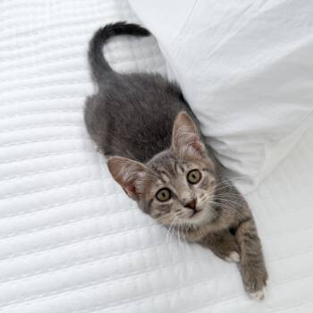 Tabby Cats Available for Adoption - Melvin | PetCurious