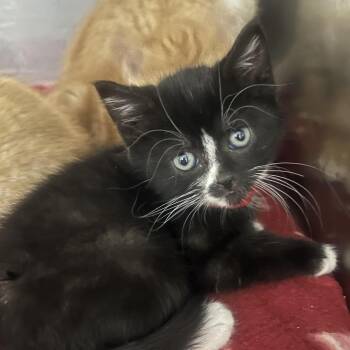 Orca -  Domestic Short Hair Cat for Adoption in Idaho Falls, Idaho - Orca | PetCurious