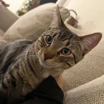 Jason Todd -  Domestic Short Hair Cat for Adoption in Las Vegas, Nevada - Jason Todd | PetCurious