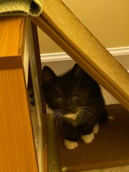 Domestic Short Hair Cats Available for Adoption - Sam | PetCurious