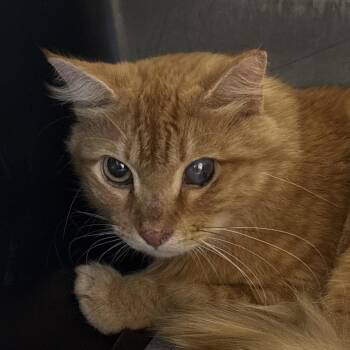 Mr. Puffs -  Domestic Short Hair Cat for Adoption in West Palm Beach, Florida - Mr. Puffs | PetCurious