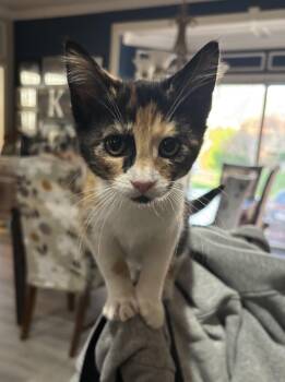 Ms. Willow -  Calico Cat for Adoption in Macomb, Michigan - Ms. Willow | PetCurious