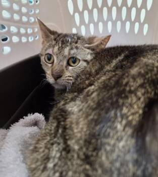 Yooperite -  Domestic Short Hair Cat for Adoption in Westland, Michigan - Yooperite | PetCurious