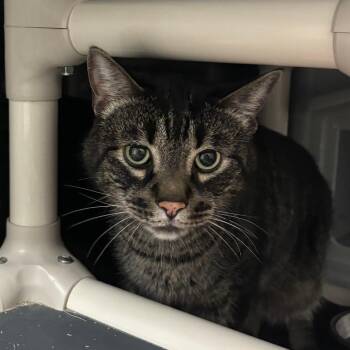 Captain -  Domestic Short Hair Cat for Adoption in South Elgin, Illinois - Captain | PetCurious