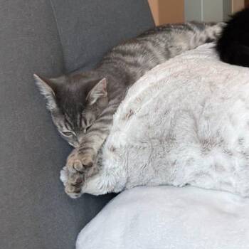 Daydream -  Domestic Short Hair Cat for Adoption in Los Angeles, California - Daydream | PetCurious