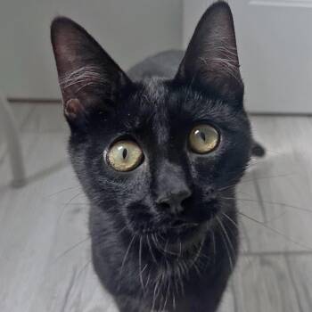 Rescue Domestic Short Hair Cats for Adoption in Villa Park, California - Raisin | PetCurious