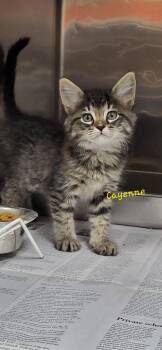 Domestic Medium Hair Cats Available for Adoption in Marion, Mississippi - Cayenne | PetCurious