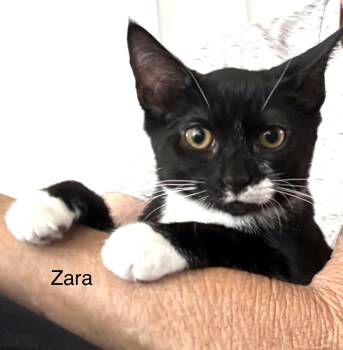 Zara -  Domestic Short Hair Cat for Adoption in Highland Beach, Maryland - Zara | PetCurious