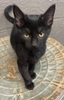 Rescue Domestic Short Hair Cats for Adoption in Vicksburg, Mississippi - MereBelle | PetCurious