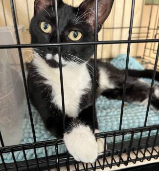 Rescue Tuxedo Cats for Adoption in Closter, New Jersey - Angel | PetCurious