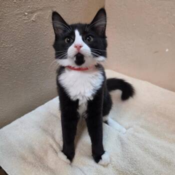 Maisy - Chino Hills Location -  Domestic Long Hair Cat for Adoption in Chino Hills, California - Maisy - Chino Hills Location | PetCurious