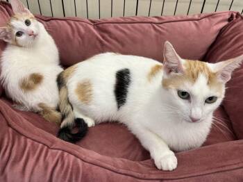 Calico and Domestic Short Hair Cats Available for Adoption in Walnut Creek, California - Willamina | PetCurious