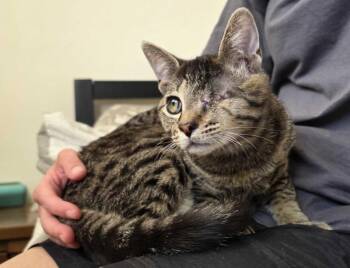 Domestic Short Hair and Tabby Cats Available for Adoption in Sunnyvale, California - Bobo | PetCurious