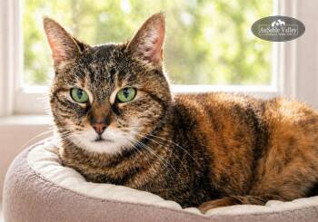 Domestic Medium Hair Cats Available for Adoption in Grayling, Michigan - Hazel | PetCurious