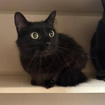 Limp Bizkit -  Domestic Long Hair Cat for Adoption in Louisville, Kentucky - Limp Bizkit | PetCurious