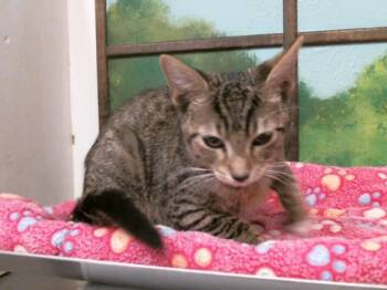JOSEPH -  Domestic Short Hair Cat for Adoption in Houston, Texas - JOSEPH | PetCurious