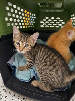 Ato -  Domestic Short Hair Cat for Adoption in Fort Lupton, Colorado - Ato | PetCurious
