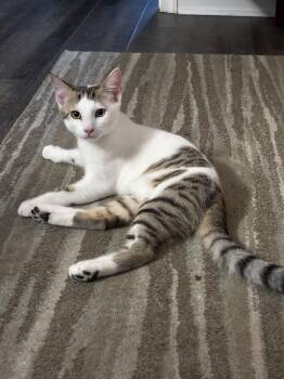 Mouse -  Domestic Short Hair Cat for Adoption in Norton, Massachusetts - Mouse | PetCurious