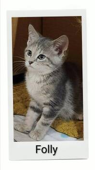 Folly -  Domestic Short Hair Cat for Adoption in Caistor Centre, Ontario - Folly | PetCurious