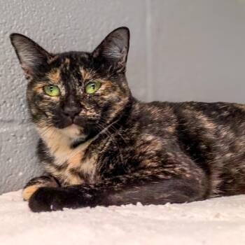 Turtle -  Domestic Short Hair Cat for Adoption in Gainesville, Texas - Turtle | PetCurious