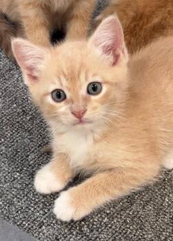 Dorito -  Domestic Medium Hair Cat for Adoption in Nashville, Tennessee - Dorito | PetCurious
