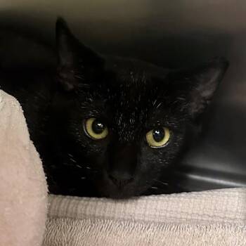 Nessie -  Domestic Short Hair Cat for Adoption in Walnut Creek, California - Nessie | PetCurious