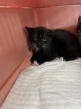 Piranha -  Domestic Short Hair Cat for Adoption in Simcoe, Ontario - Piranha | PetCurious
