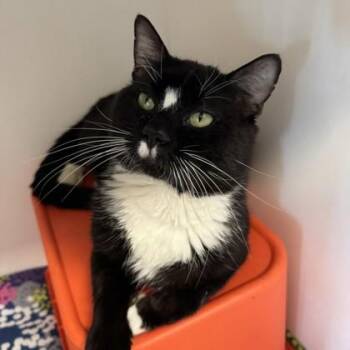 Beach Ball -  Domestic Short Hair Cat Available for Adoption in Janesville, Wisconsin - Beach Ball | PetCurious