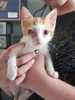 JD -  Domestic Short Hair Cat for Adoption in West Memphis, Arkansas - JD | PetCurious