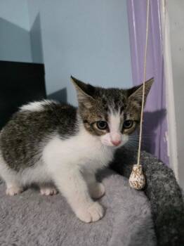 Leo -  Domestic Short Hair Cat for Adoption in Buford, Georgia - Leo | PetCurious