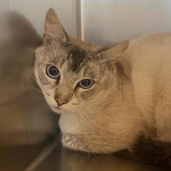 Tundra -  Siamese Cat for Adoption in Buellton, California - Tundra | PetCurious