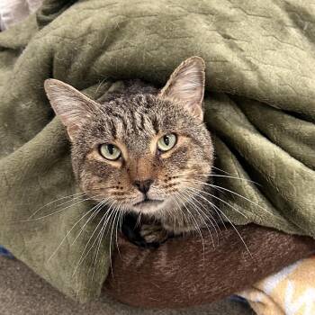 Nathan Fielder -  Domestic Short Hair Cat for Adoption in Rocky Mount, Virginia - Nathan Fielder | PetCurious