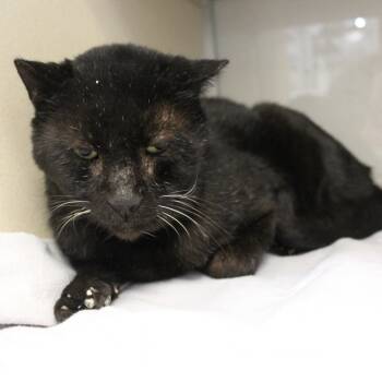 Rescue Domestic Short Hair Cats for Adoption in Gloucester, Virginia - Big Boy | PetCurious