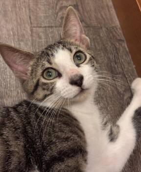 Boy George -  Domestic Short Hair Cat for Adoption in Plymouth, Michigan - Boy George | PetCurious