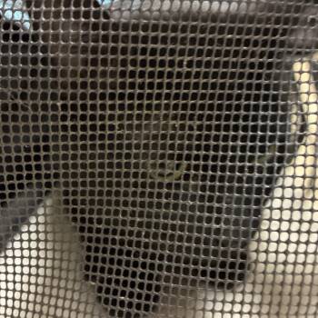 American Shorthair Cats Available for Adoption in Winston-salem, North Carolina - Rio | PetCurious