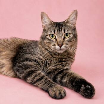 Sylvie (tripod) -  Domestic Long Hair Cat for Adoption in Houston, Texas - Sylvie (tripod) | PetCurious