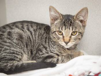 LIZARD -  Domestic Short Hair Cat for Adoption in Phoenix, Arizona - LIZARD | PetCurious