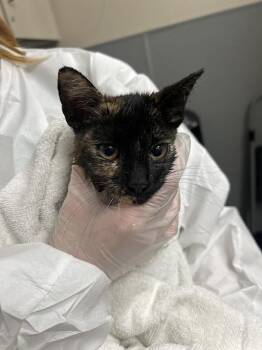 Domestic Short Hair Cats Available for Adoption in Las Vegas, Nevada - TOFFEE | PetCurious
