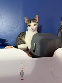 Lexus -  Domestic Short Hair Cat Available for Adoption in Greenwich Township, New Jersey - Lexus | PetCurious